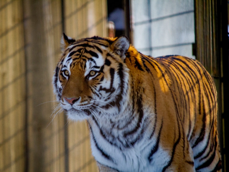 Tiiger